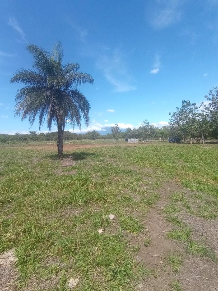 Vista del terreno en Altos Del Caldera con palmera y paisaje abierto